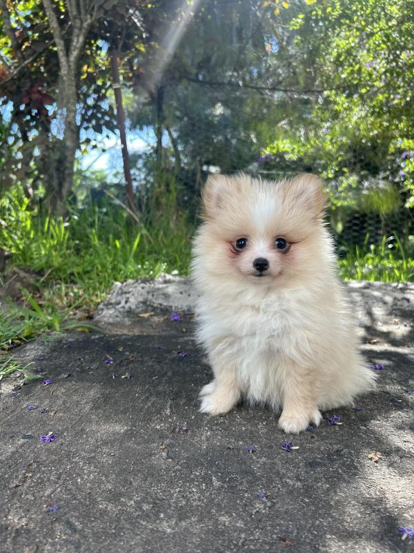 Gorgeous tiny Pomeranian girl ready now