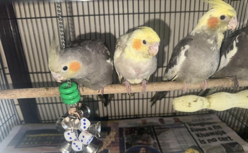 Cockatiels hand raised