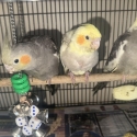 Cockatiels hand raised
