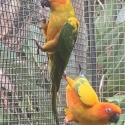 Young Sun Conure cock