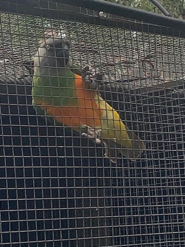 Mature Senegal Parrot cock