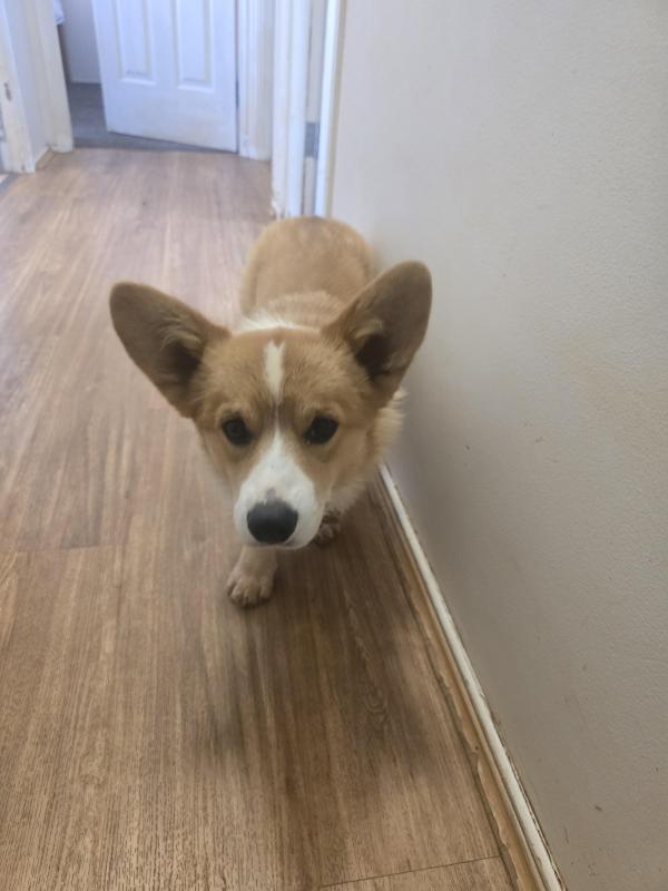 Purebred pembroke corgi male