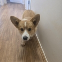 Purebred pembroke corgi male