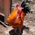 Rooster