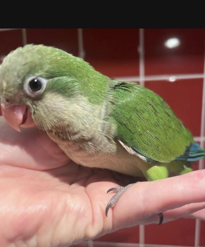 Hand Raised Blue and Green Baby Quakers.