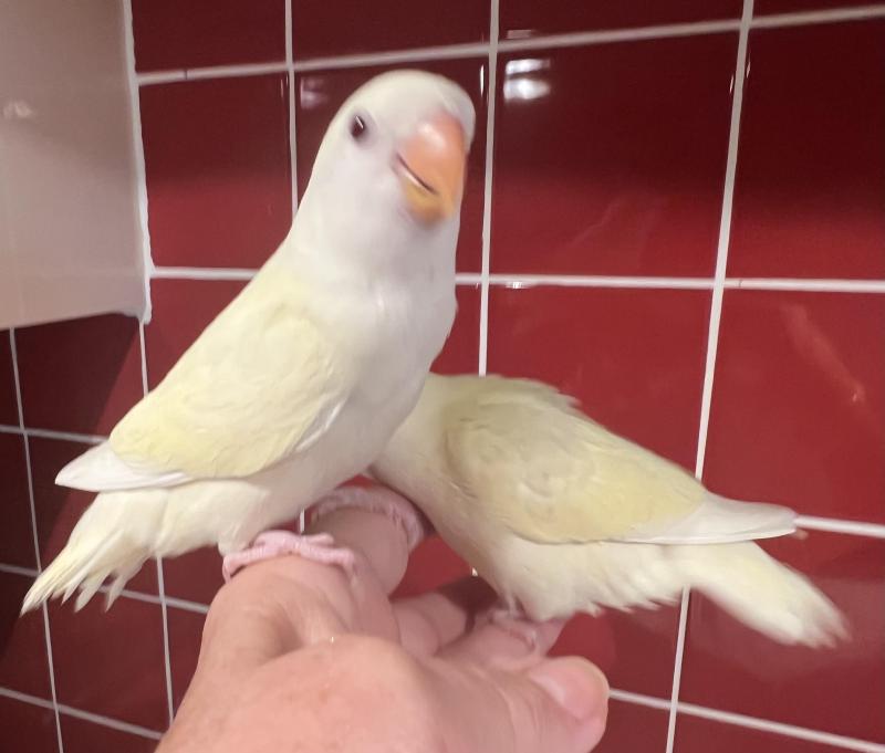 Hand Raised Baby Peachfaces.9 Weeks Old