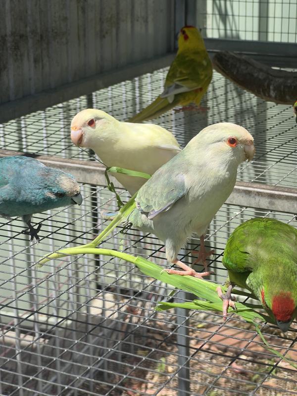 Kakariki mutations