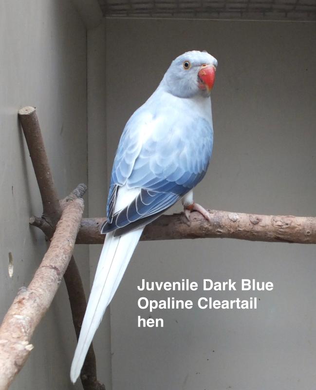 INDIAN RINGNECK MUTATIONS