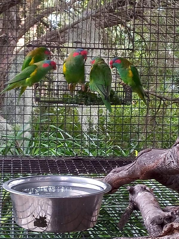 AUST PARROTS & LORIKEETS.