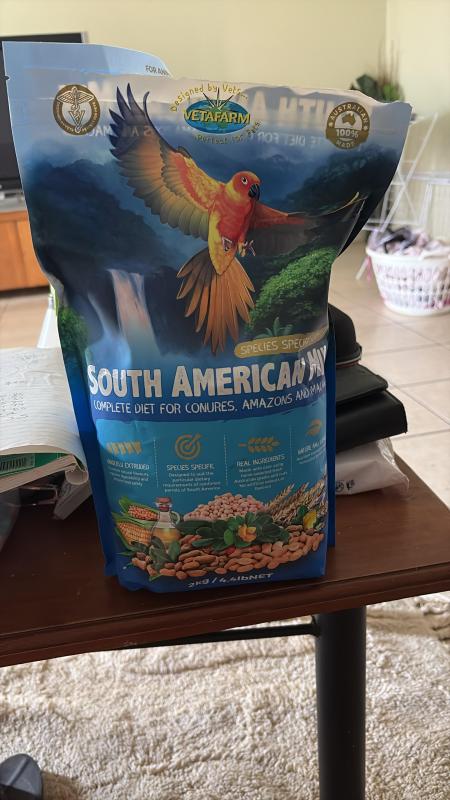 Crimson Belly Conure