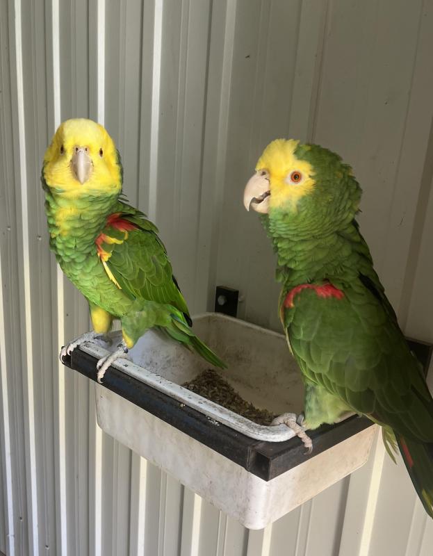 DOUBLE YELLOW HEADED AMAZON PAIR