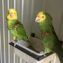 DOUBLE YELLOW HEADED AMAZON PAIR