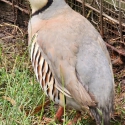Chuckar Partridge