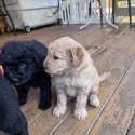 Bordoodle puppies