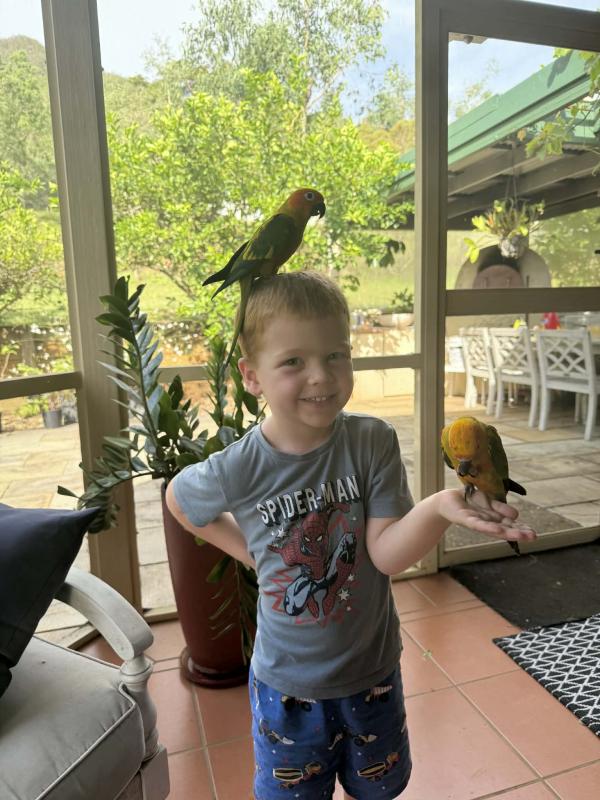 Hand Raised Sun Conures