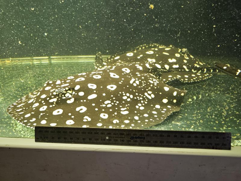 Black diamond breeding trio