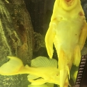 Albino pleco pair for sale