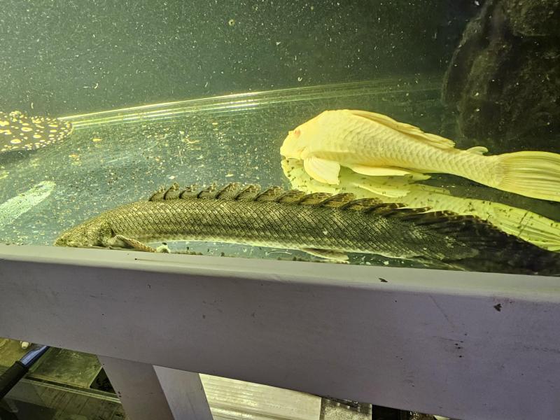 Lapradei Bichir for sale