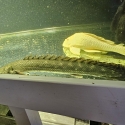 Lapradei Bichir for sale