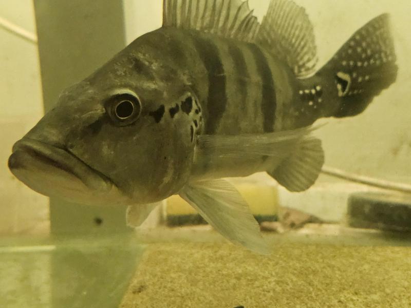 Azul peacock bass for sale