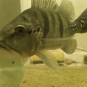 Azul peacock bass for sale