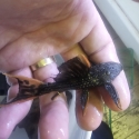 L025 Scarlet pleco