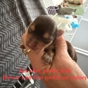 Exotic tan/choc  tiny Yorkie boy