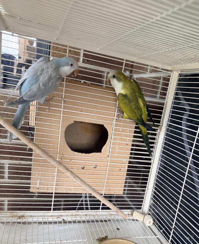 Breeding pair Quaker