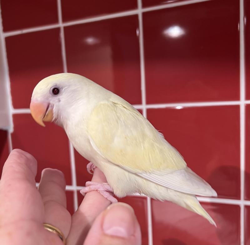 Hand Raised Baby Peachface Lovebirds