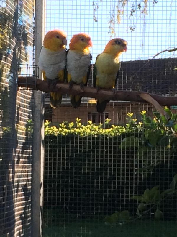 White bellied caiques breeding pairs