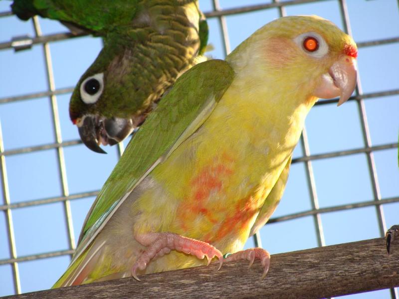 Fallow Maroon Bellied Conure. 2023 Bred. DNA Cock