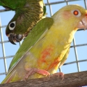 Fallow Maroon Bellied Conure. 2023 Bred. DNA Cock