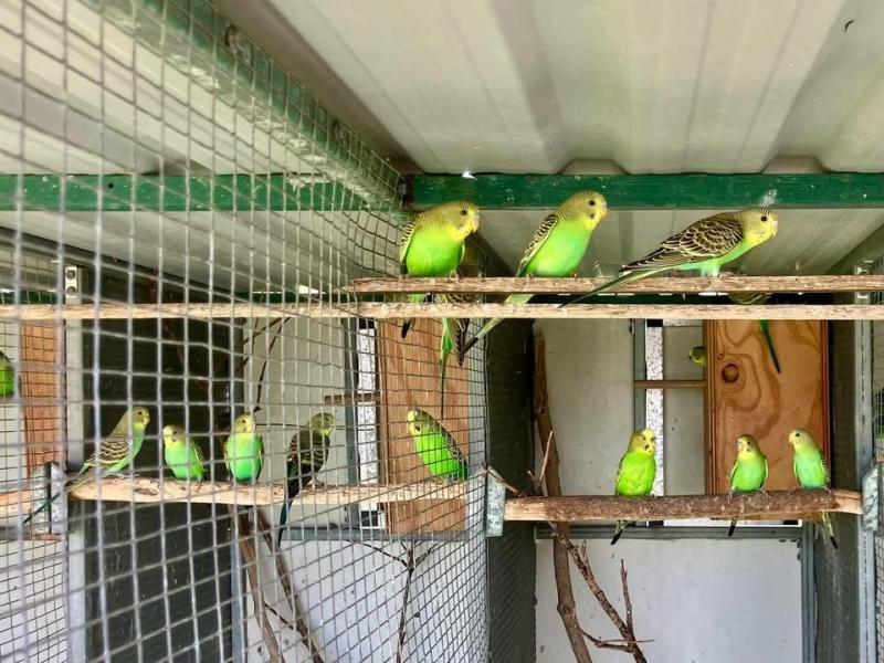 Bush budgies