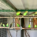Bush budgies