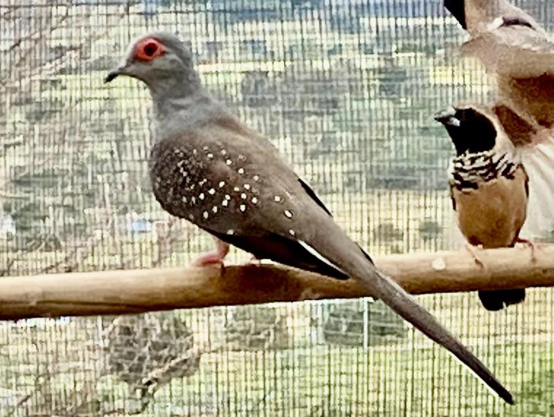 Diamond and peaceful doves