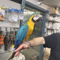 Handraised Blue and gold macaw 11 weeks old