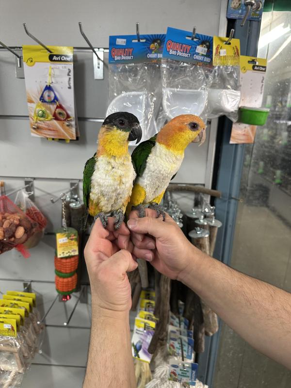 Handraised white bellied caique