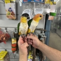 Handraised white bellied caique