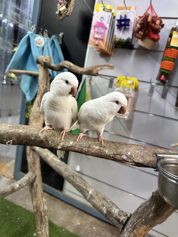 Handraised Albino Quakers