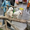 Handraised Albino Quakers