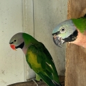 Moustache parrots