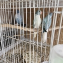 OPALINE CLEARTAILS  Handrasied Ringnecks