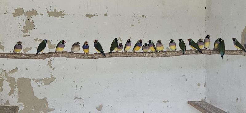 Gouldian Finches