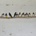 Gouldian Finches