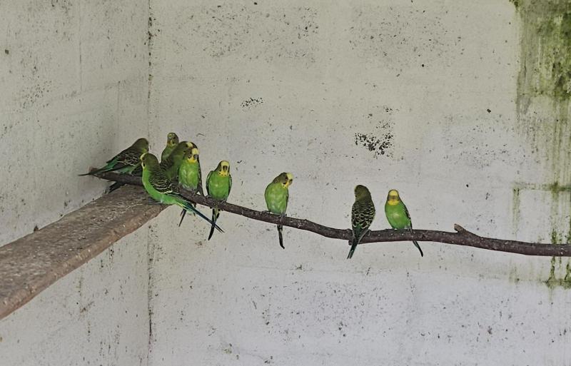 Bush Budgies