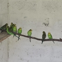 Bush Budgies