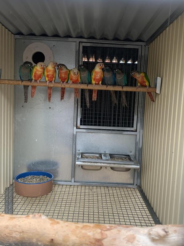 Greencheek conures