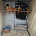 Greencheek conures