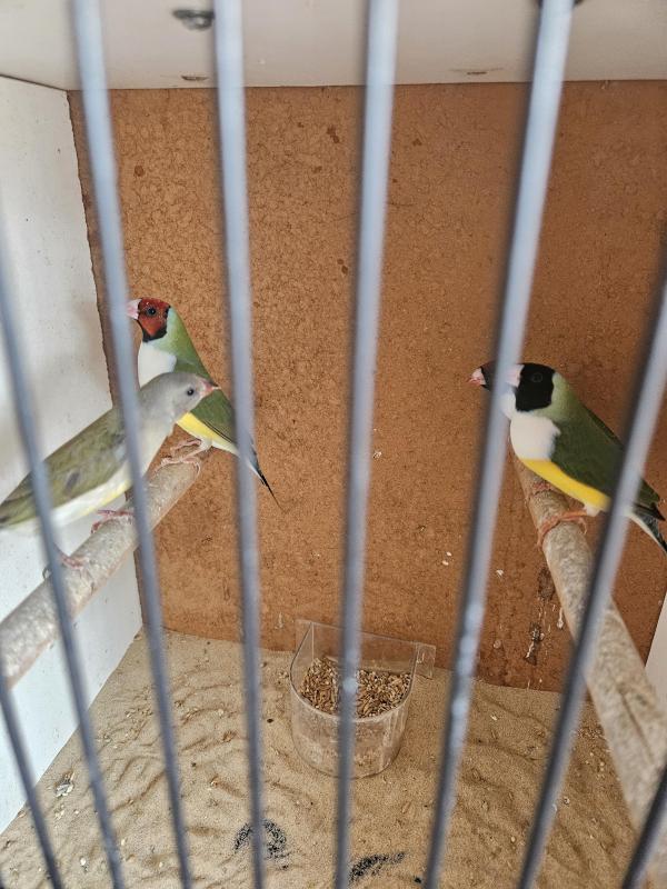 Gouldian finches