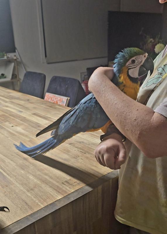 Hand raised blue and gold macaws
